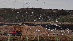 Gulls at Guernsey's Mont Cuet landfill