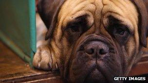 A Boxer looks pensive as it lies in its kennel.