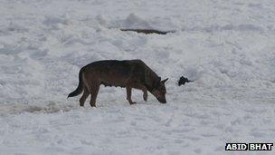 Stray dog in Kashmir