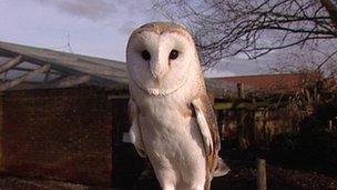 Barn owl at a farm