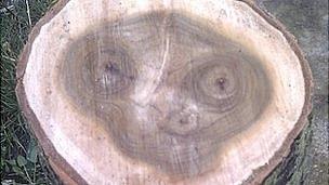 sawn log's grain pattern