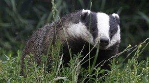 Badger