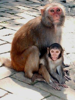 Rhesus macaques