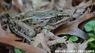 The new species of Leopard Frog