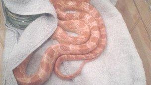 Monty the corn snake