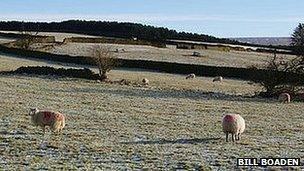 Sheep and walls above Hurstwood