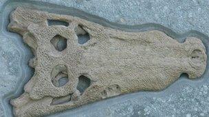 Fossilised crocodile skull