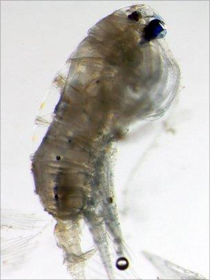 Anomalocera ornata copepod viewed under the microscope