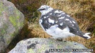 Ptarmigan. Pic: SAIS Northern Cairngorms