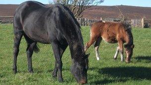 The two horses that will be used in the The Penytrip Project