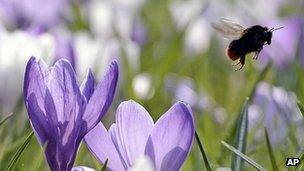 Bee on flowers