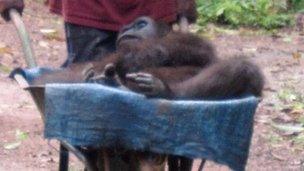 Shufai the gorilla arrives at surgery in a wheelbarrow