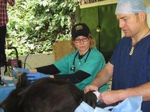 Vets operating on gorilla in Cameroon (Sharon Redrobe (l) and Damian Chase (r)