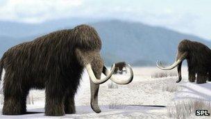 Woolly mammoths