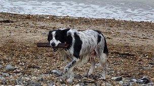 Dog on beach