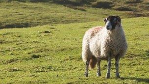 Sheep on Cumbrian fell