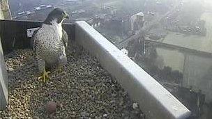 Peregrine falcon and egg on Norwich Cathedral (Photo: Hawk and Owl Trust)