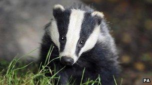 A badger