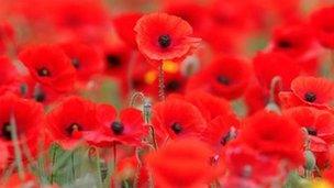 A field of poppies