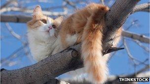 A cat in a tree