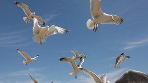 Gulls (generic)