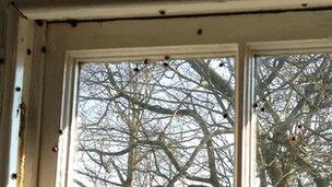 Ladybirds on a window at a house in Birmingham