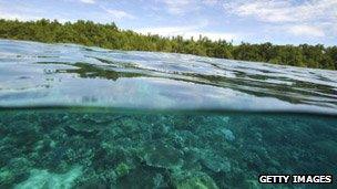 Mangroves and seawater