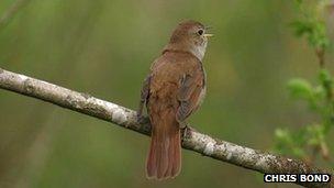 Nightingale