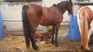 Horses on concrete