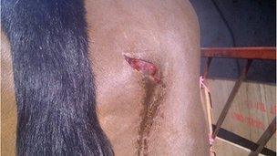 Gash on horse's leg