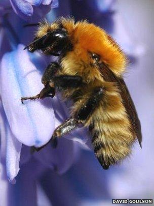 Bee on flower