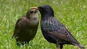 adult starling with young