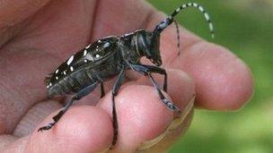 Asian longhorn beetle. Photo from clermontparks.org