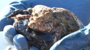 Toads cradled in a glove