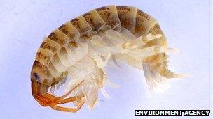 Dikerogammarus villosus, known as 'killer' shrimp (Photo: Environment Agency)