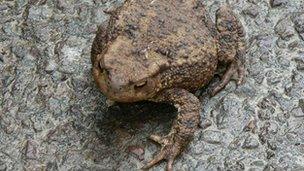 A toad sitting on a wet road