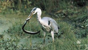 Grey heron eating an eel