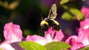 Bumblee bee on flower