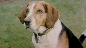 beagle dog