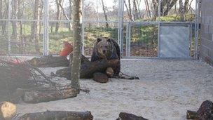 The bears in their new enclosure