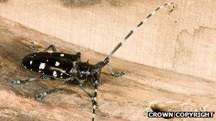 Asian Longhorn Beetle