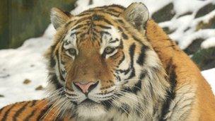 Amur tiger Marty