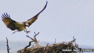 Osprey lands on nest