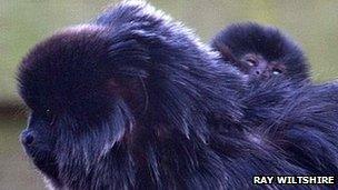 Goeldi’s monkey (Ray Wiltshire)