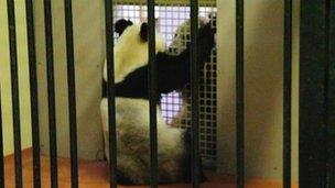 Tian Tian and Yang Guang meet