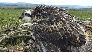 Kielder Forest osprey