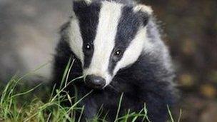 Badger