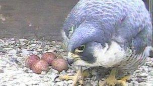 Peregrine falcon with four eggs at the Chichester Cathedral nest