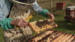 Bee keeper and bees