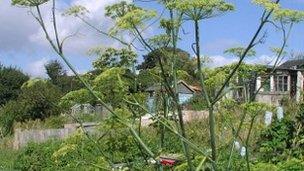 Allotment